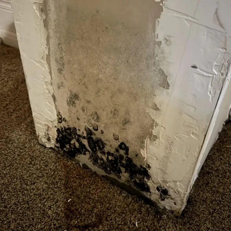 Professional Mold Removal in West Easton, PA